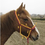 Knotenhalfter anpassen