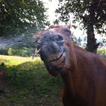 Dusche mit effektiven Mikroorganismen